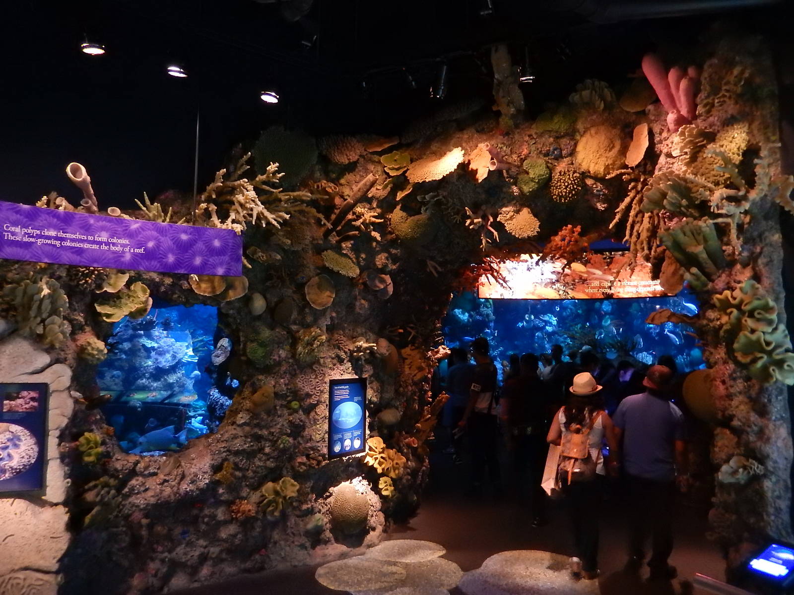 9/6/2015 - Wild Reef