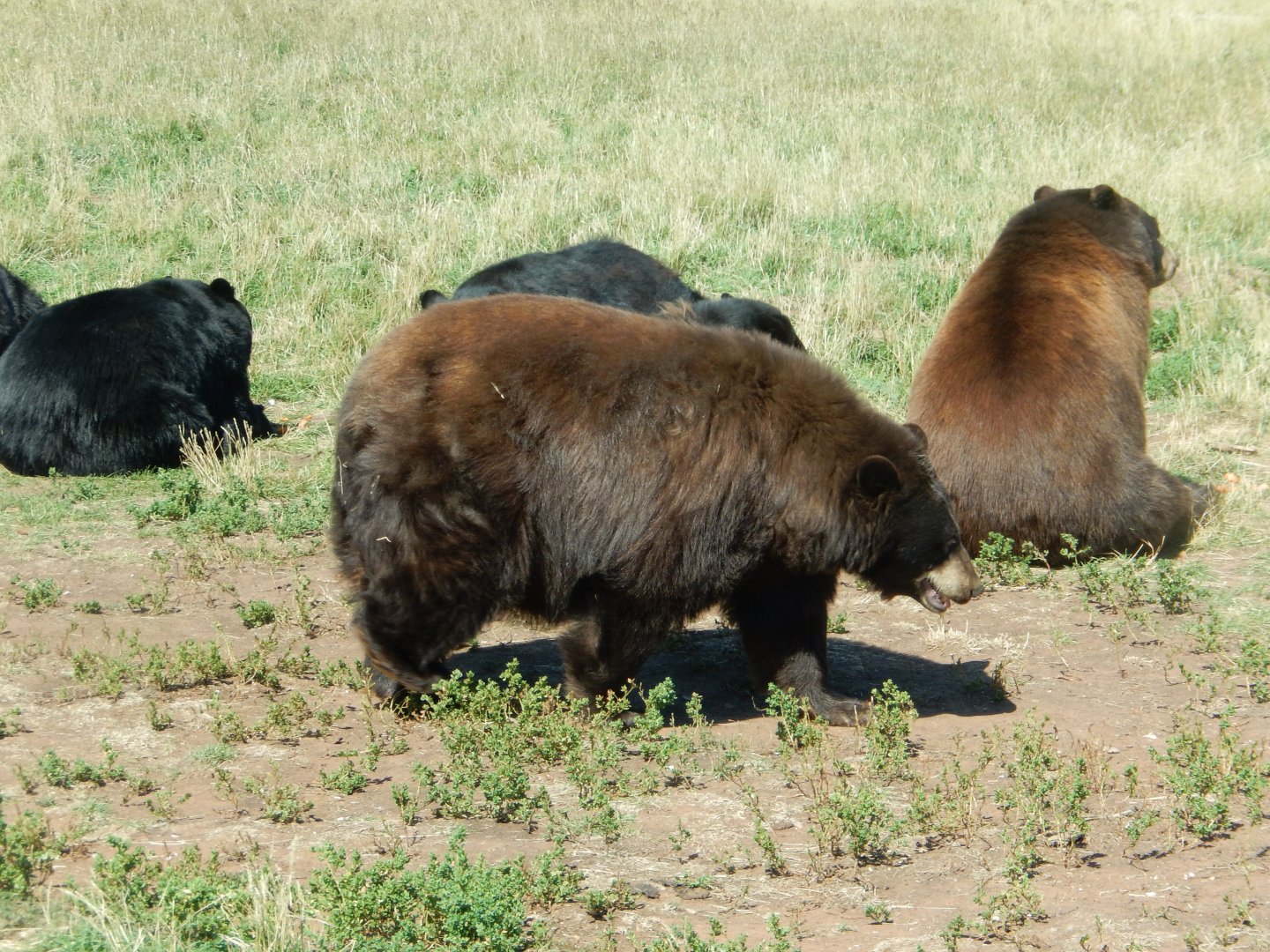9/7/2021 - A Little Pinch of Cinnamon Bear
