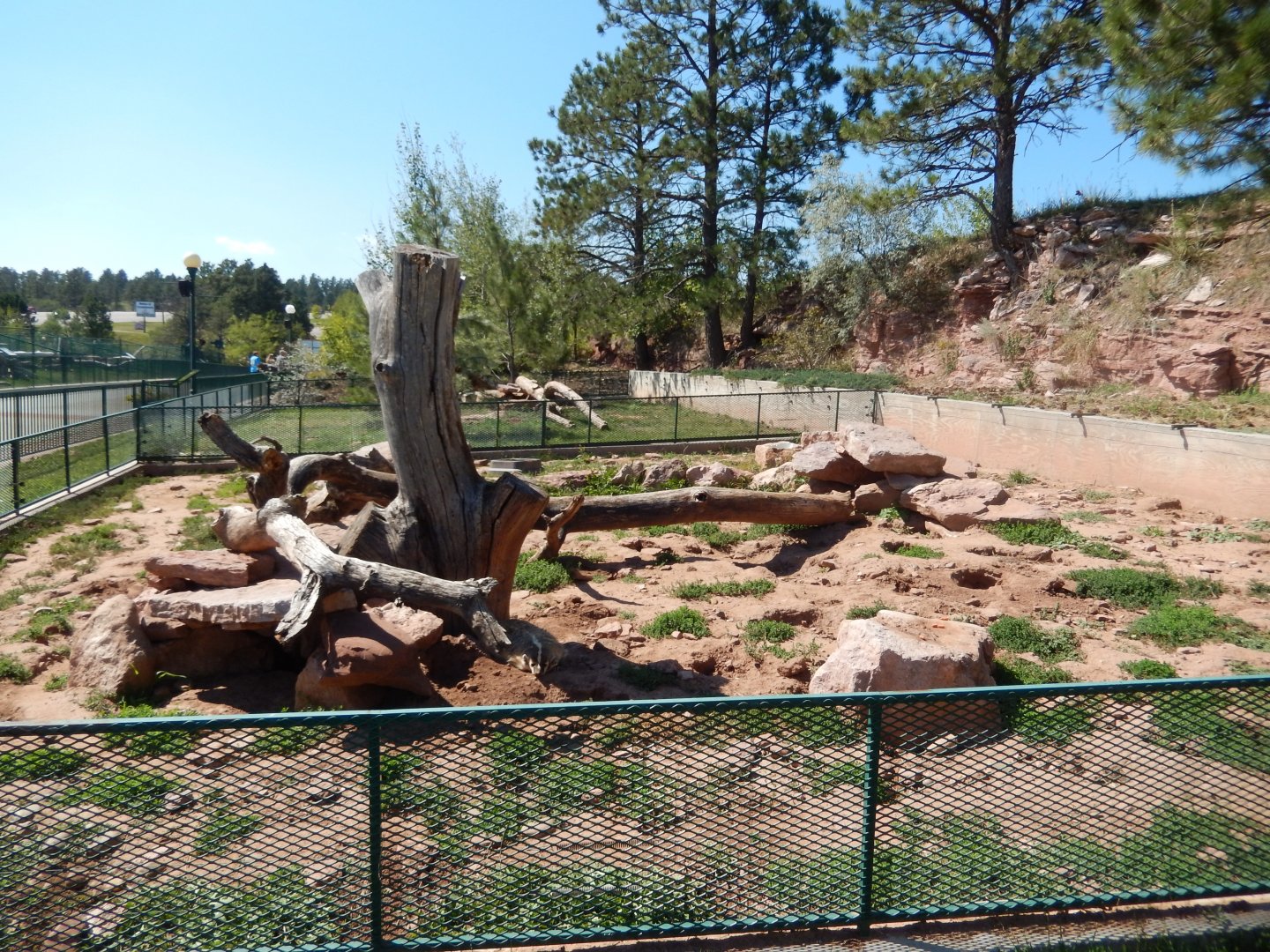 9/7/2021 - American Badger Exhibit