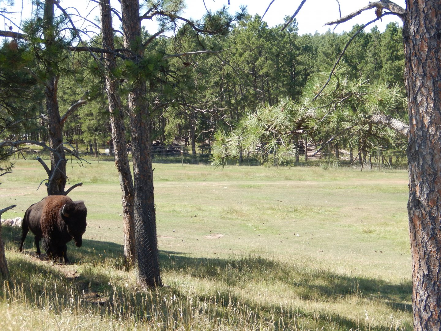 9/7/2021 - American Bison, Pronghorn, & Mule Deer Habitat