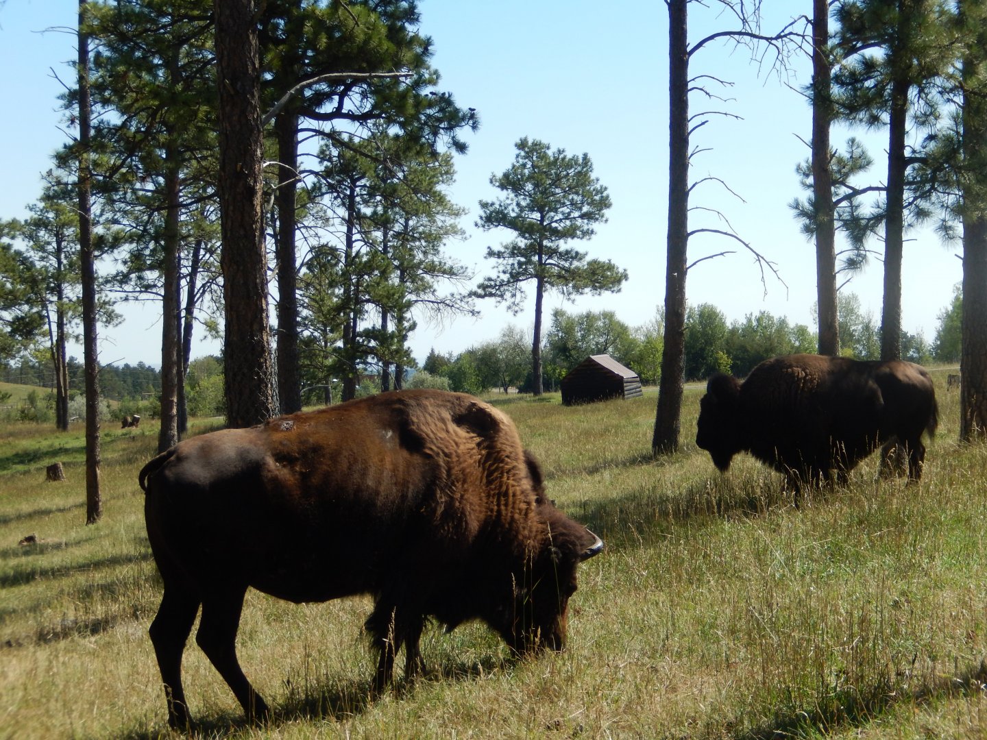 9/7/2021 - American Bison