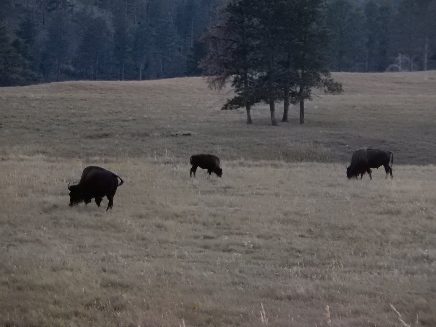 9/7/2021 - American Bison