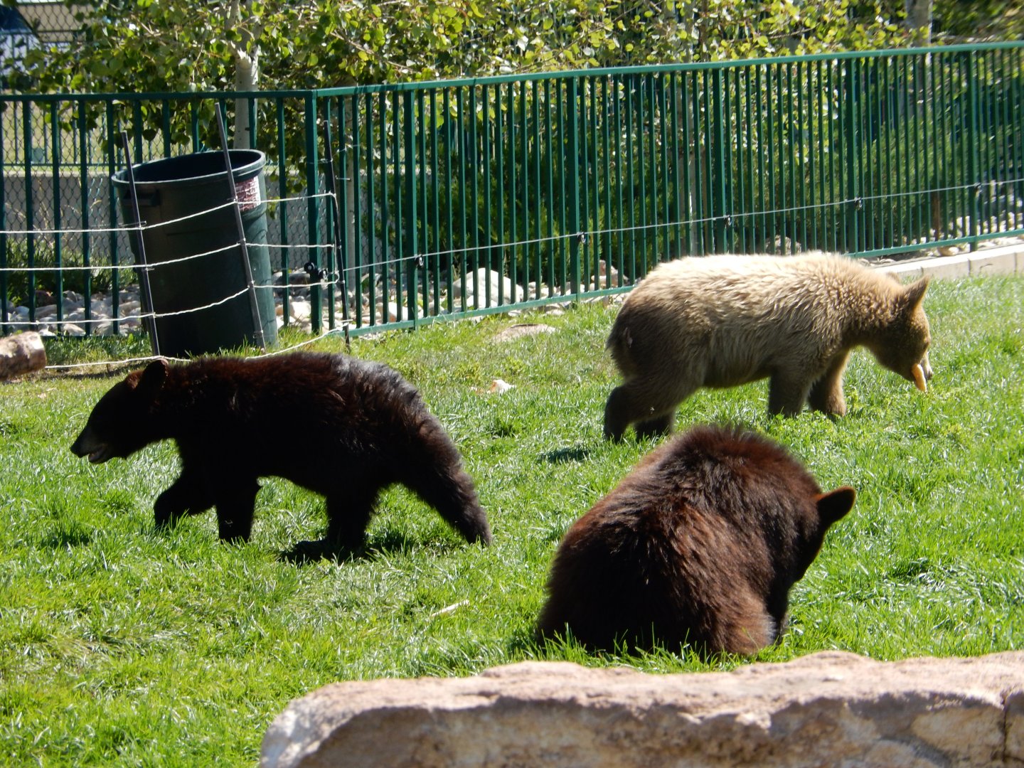 9/7/2021 - American Black Bear Cubs