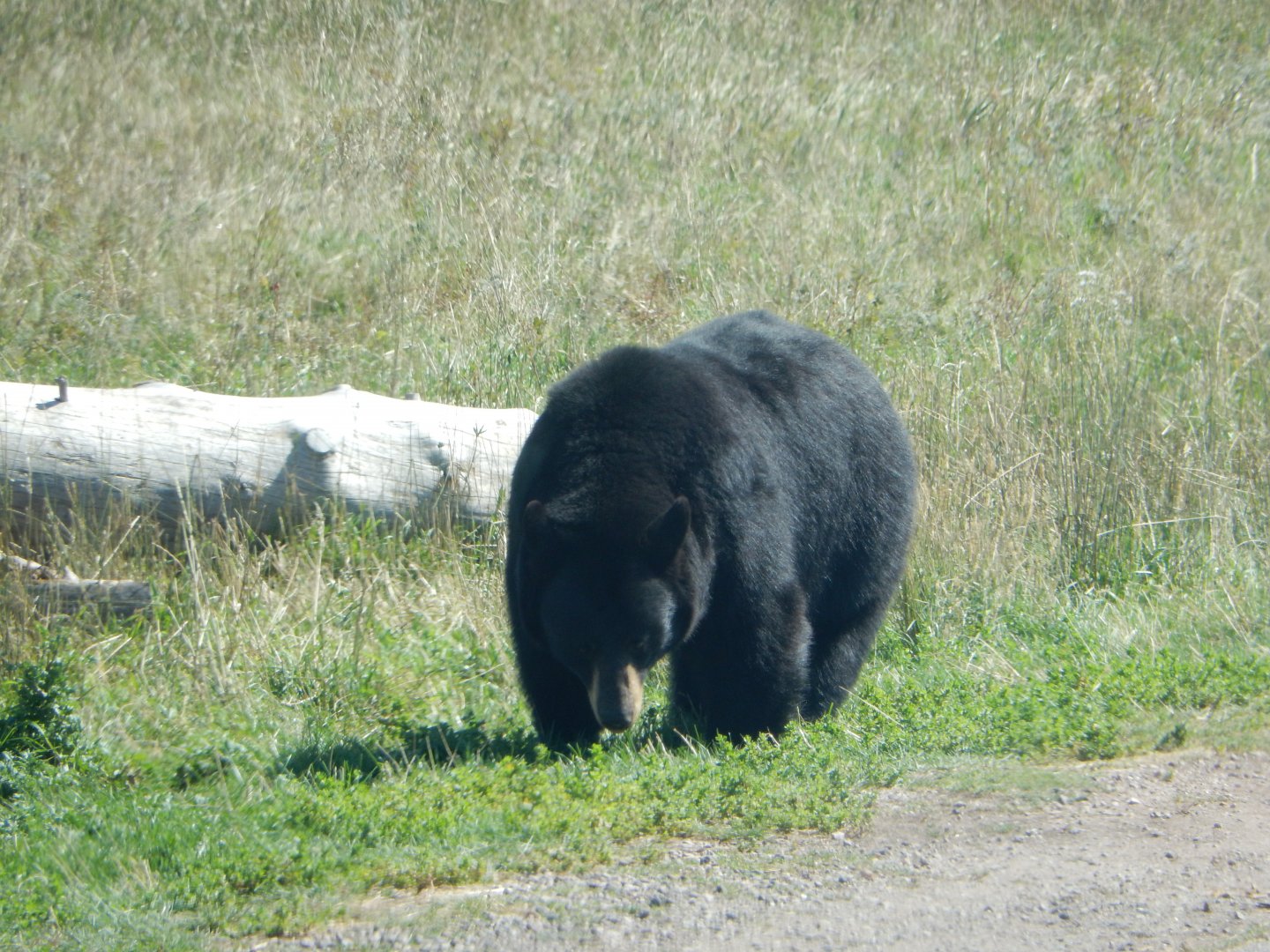 9/7/2021 - American Black Bear