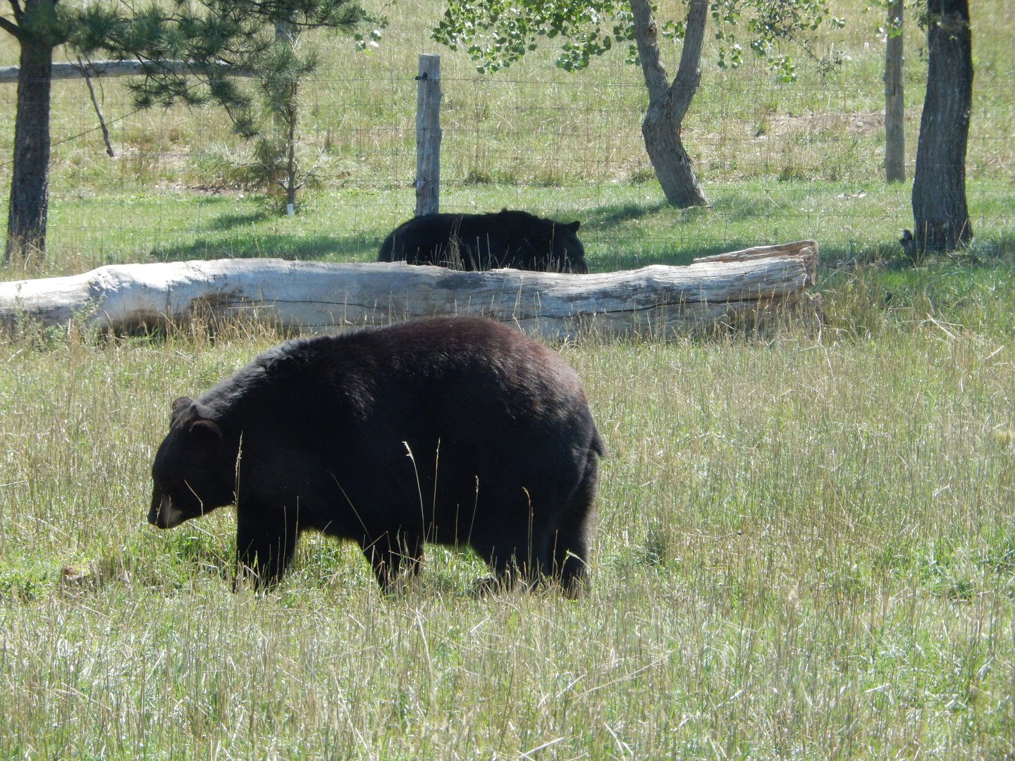 9/7/2021 - American Black Bears