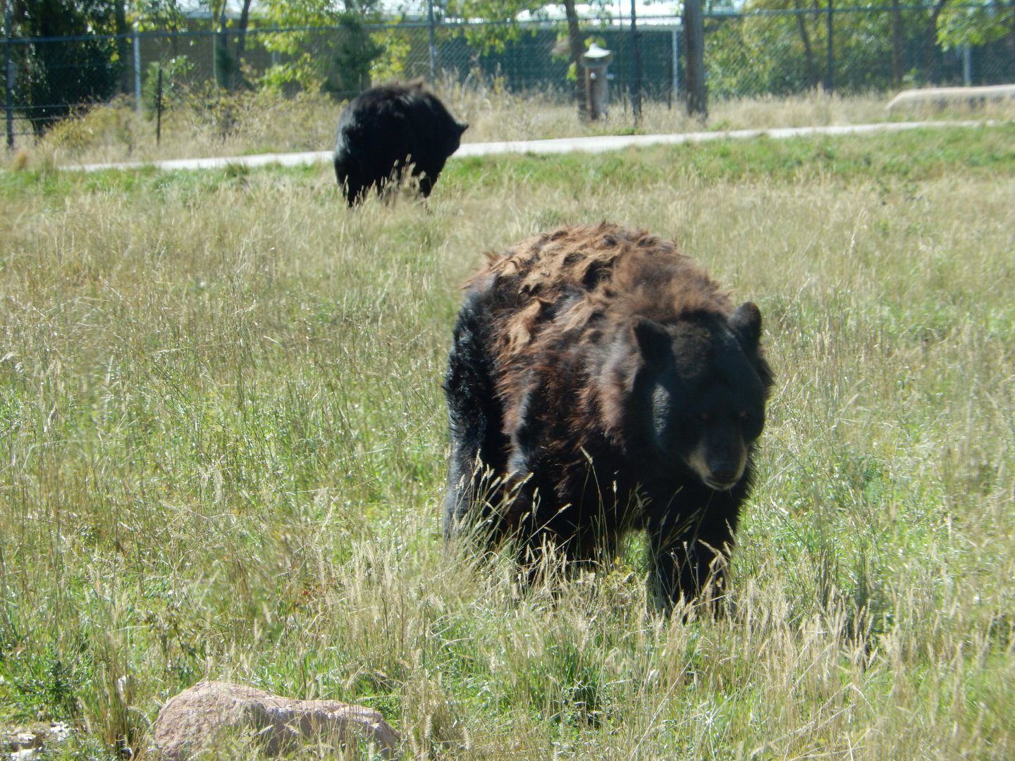 9/7/2021 - American Black Bears