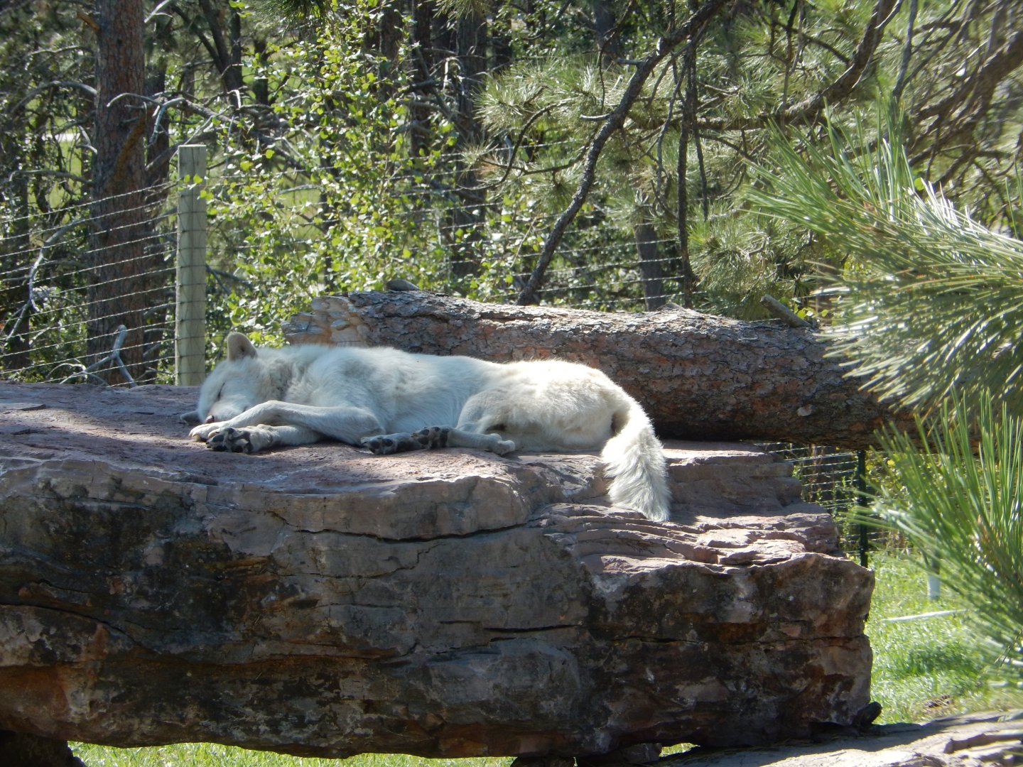 9/7/2021 - Arctic Wolf