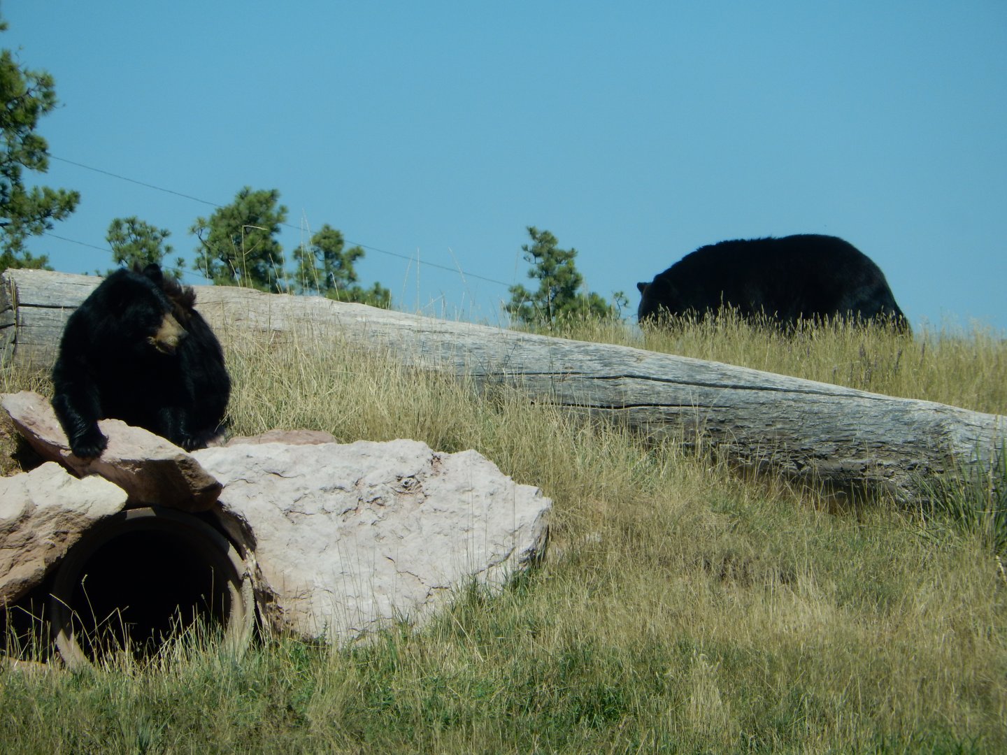 9/7/2021 - Bears on the Hillside