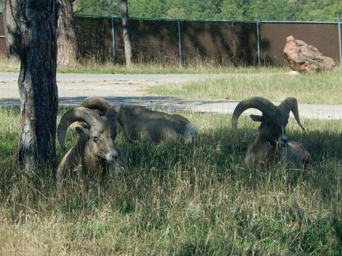 9/7/2021 - Bighorn Sheep