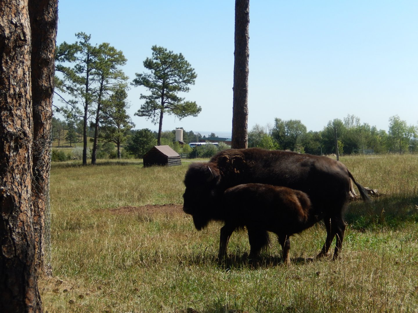 9/7/2021 - Bison Mom & Calf