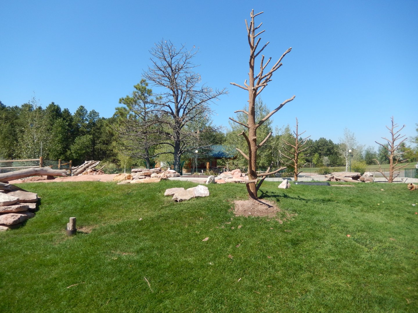 9/7/2021 - Black Bear Cub Exhibit