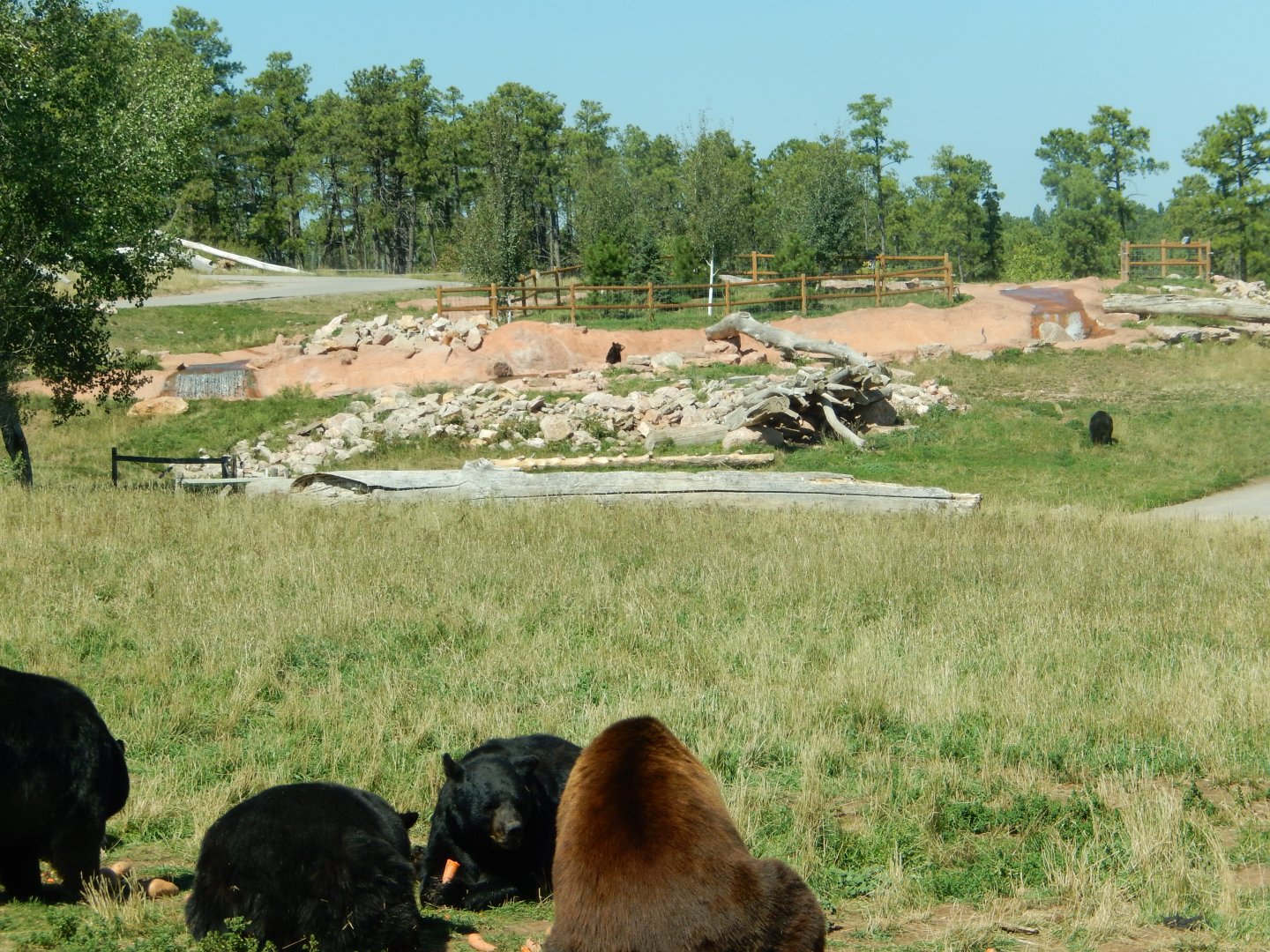 9/7/2021 - Black Bear Habitat