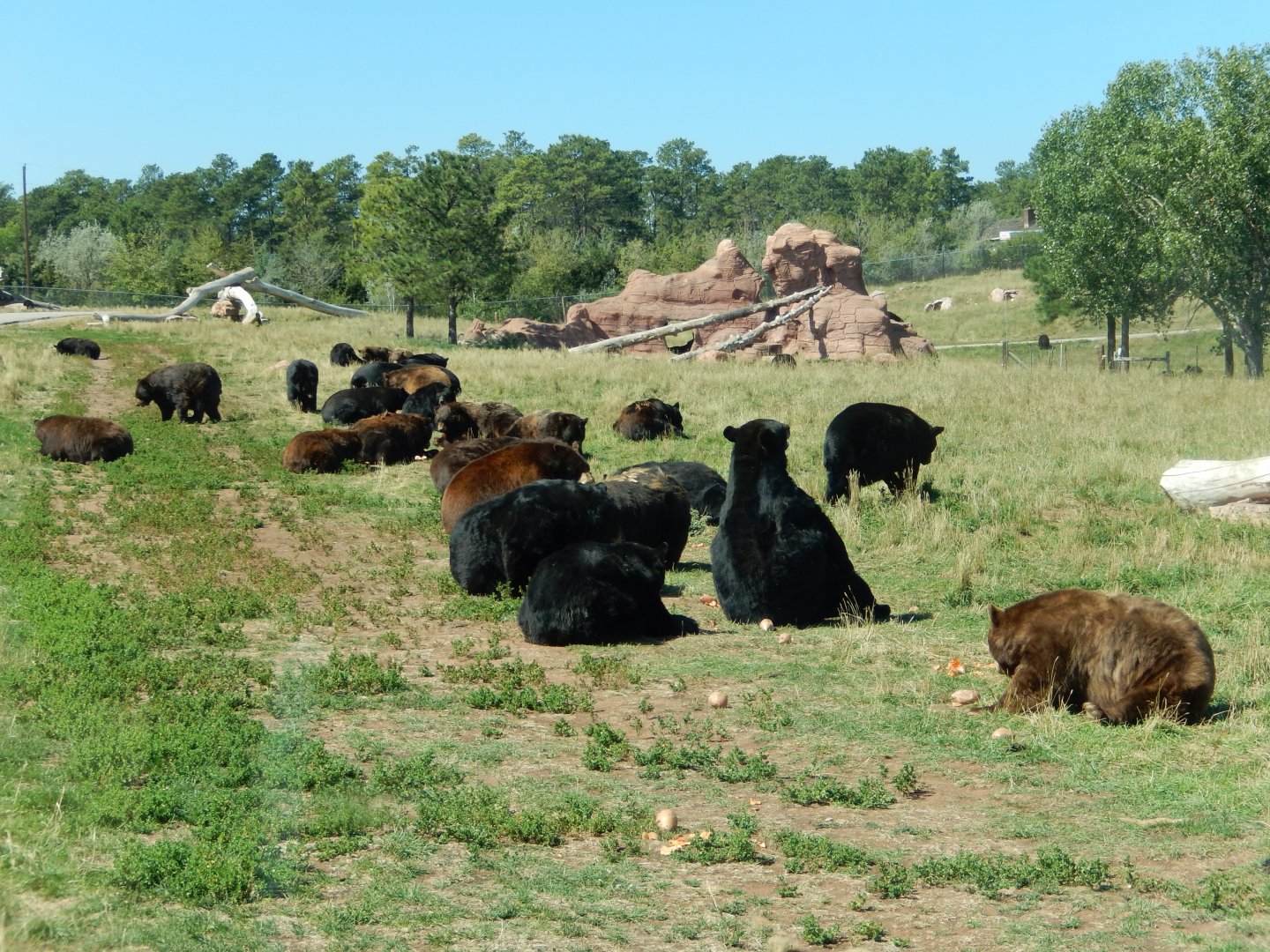 9/7/2021 - Black Bears Galore!