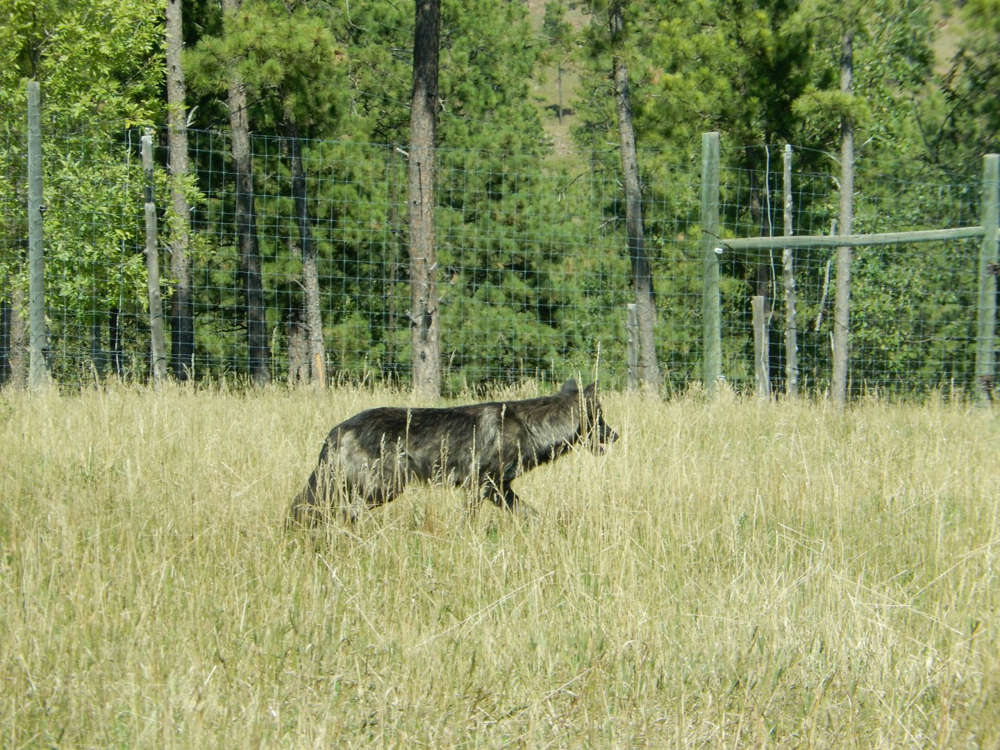 9/7/2021 - Dark Wolf