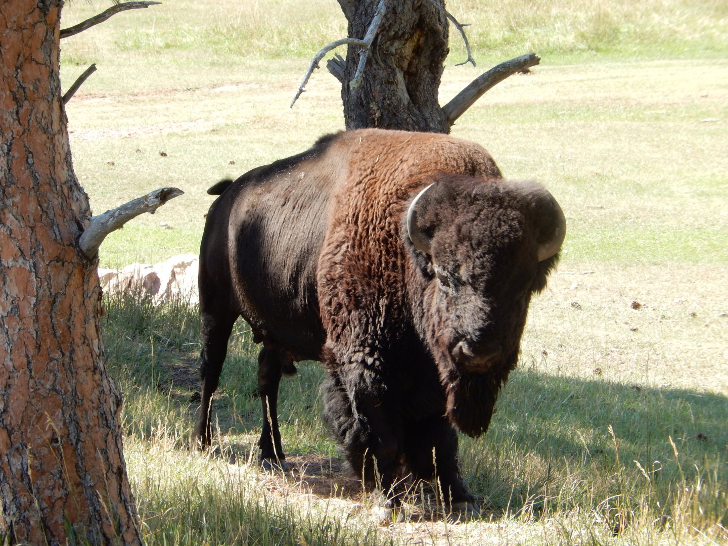 9/7/2021 - Majestic Bull