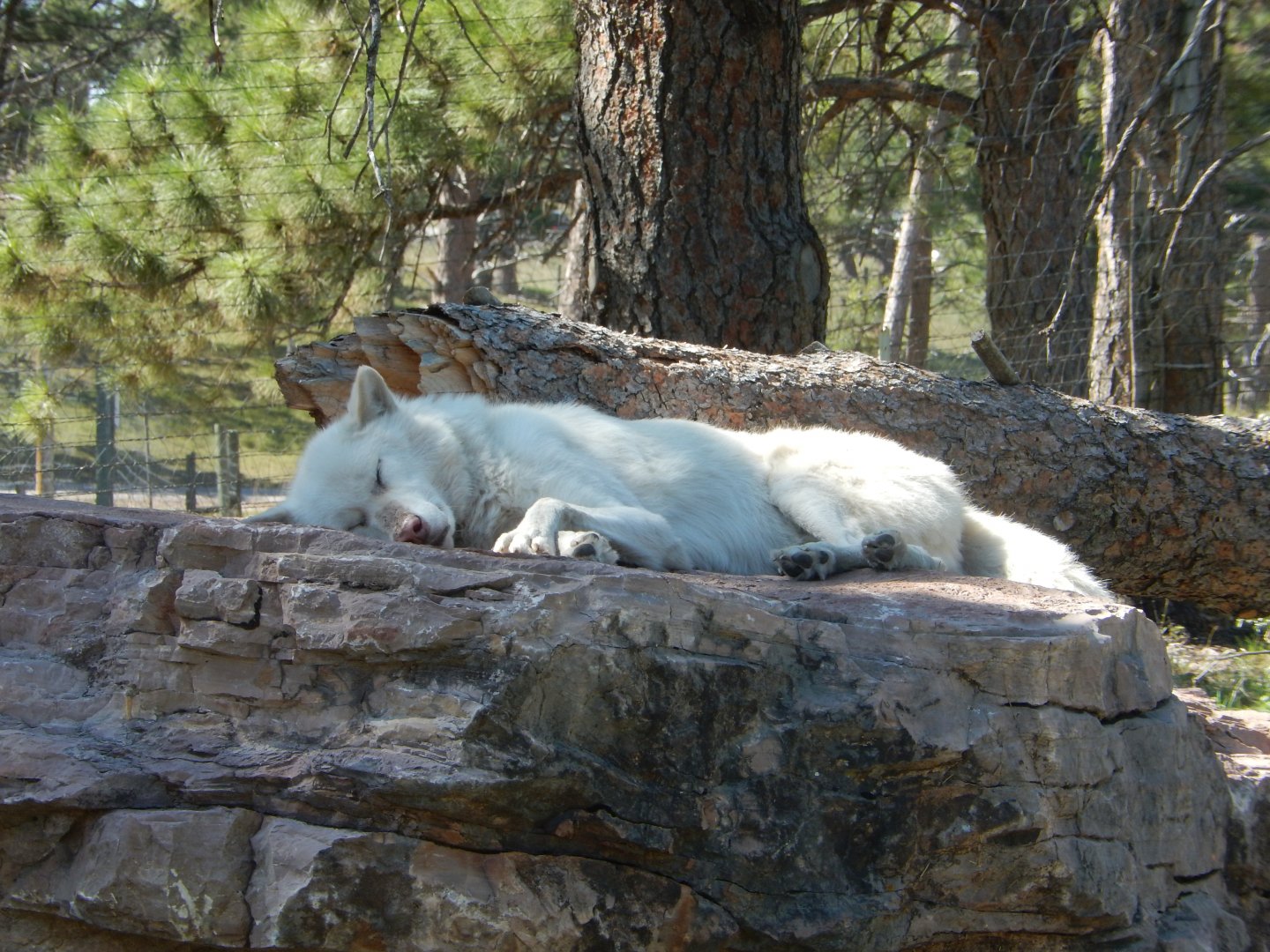 9/7/2021 - Mid-Day Wolf Snooze