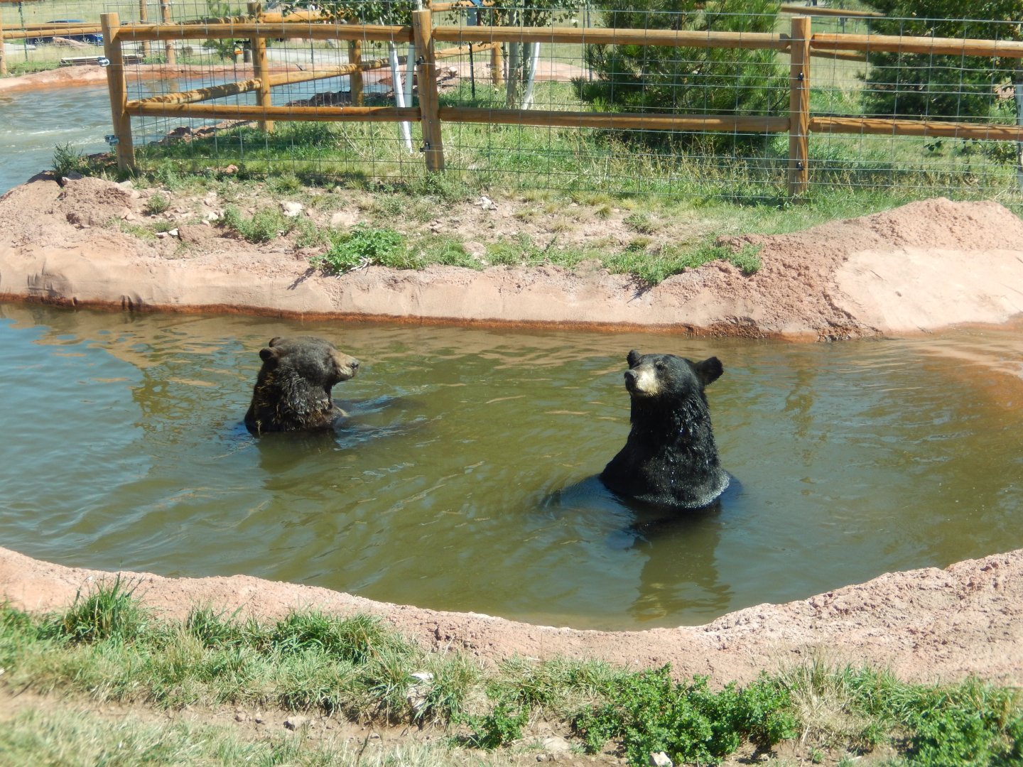 9/7/2021 - Pool Pals