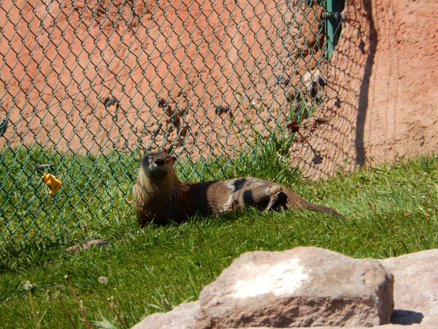 9/7/2021 - River Otter