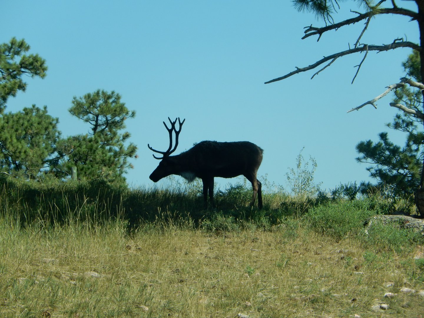 9/7/2021 - Silhouette Among the Sun