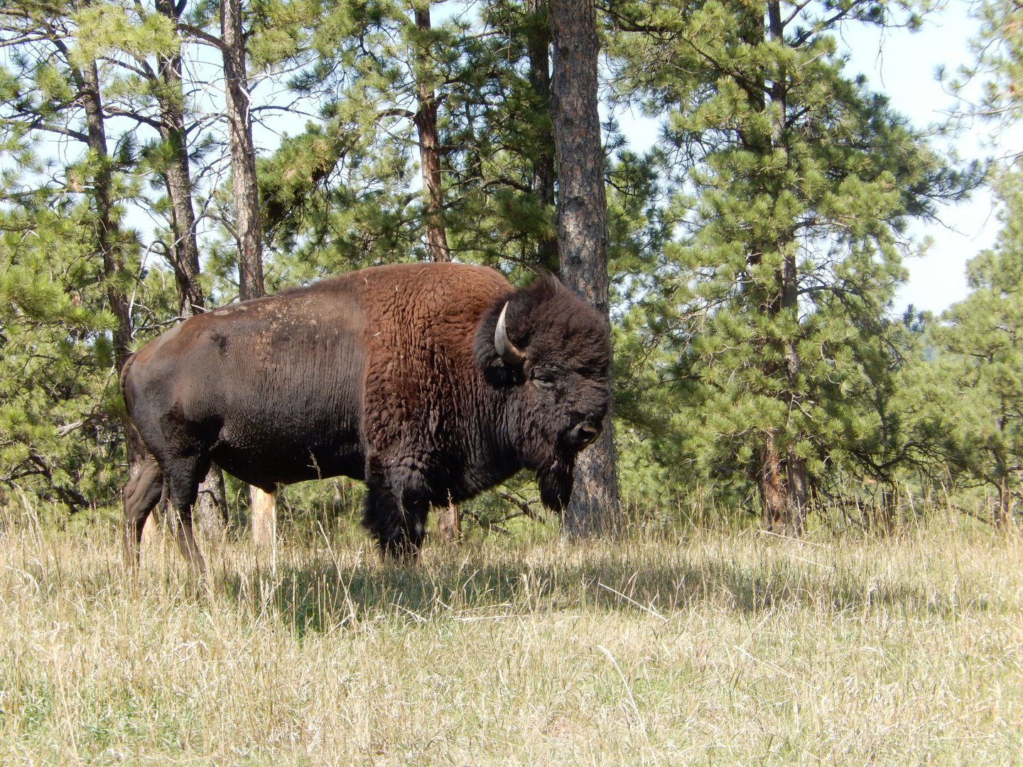 9/7/2021 - Thunderbeast