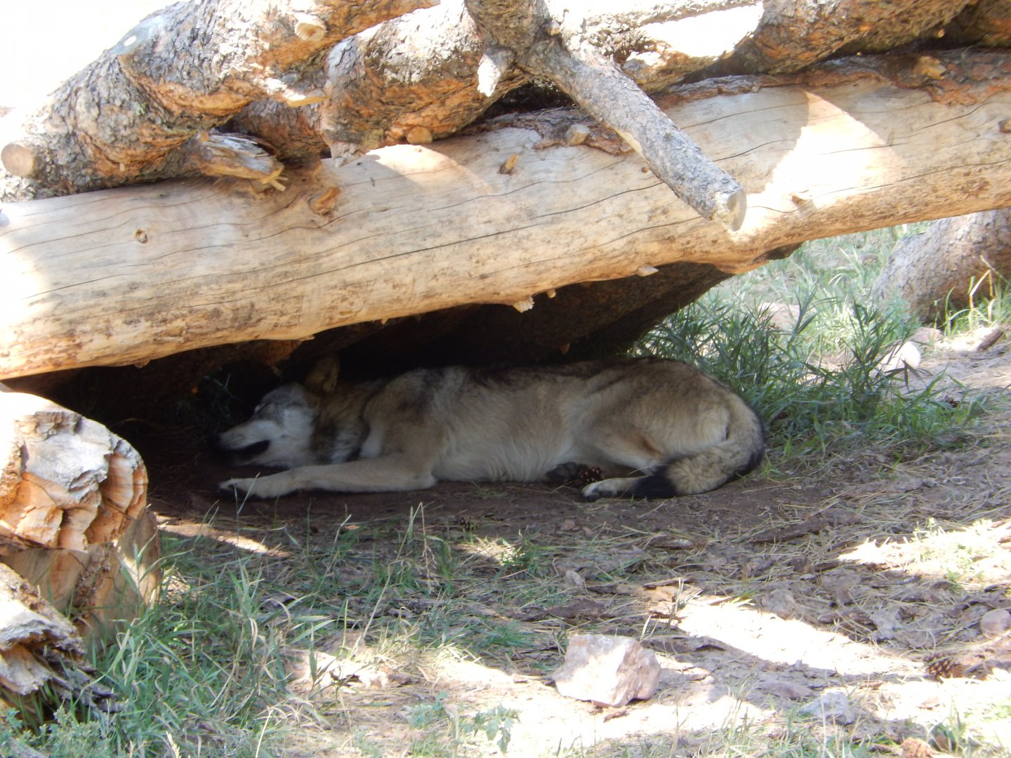 9/7/2021 - Timber Wolf