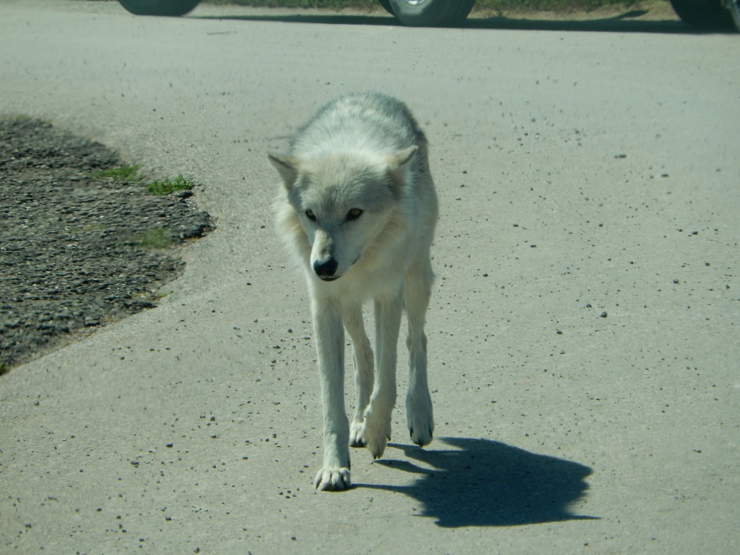 9/7/2021 - Timber Wolf