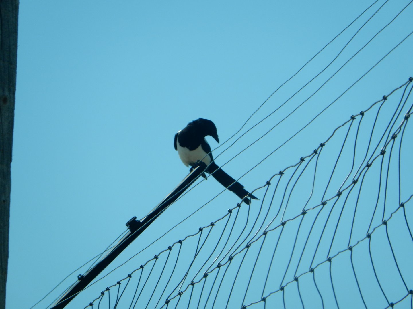 9/7/2021 - Wild Black-Billed Magpie