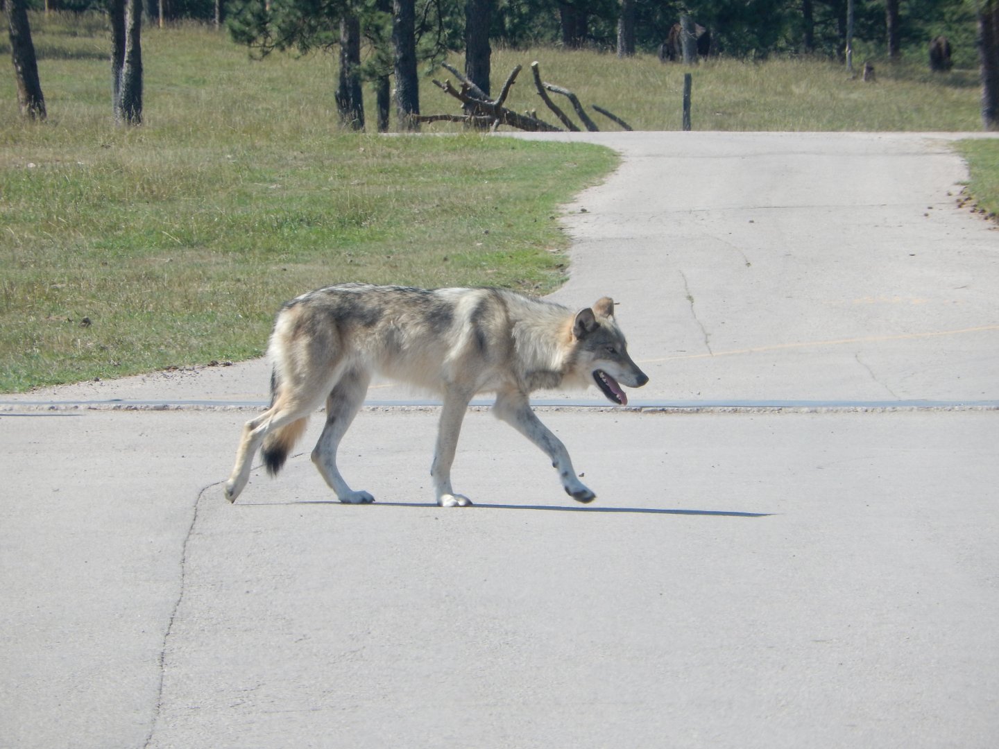 9/7/2021 - Wolf Crossing