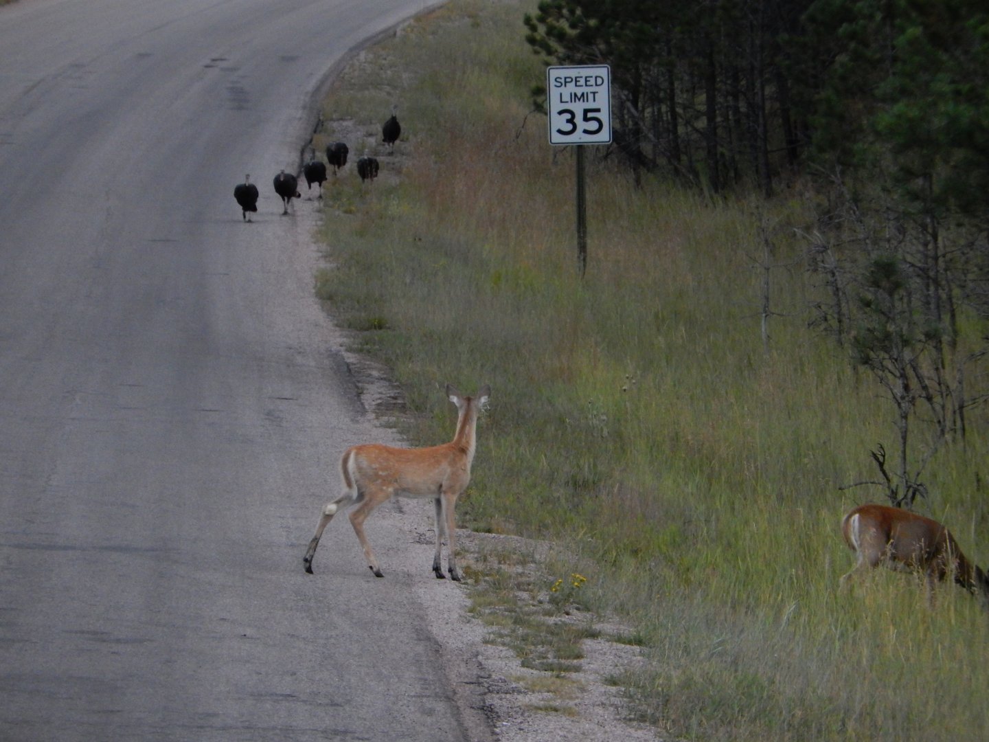 9/7/2021 - Yield to Turkeys