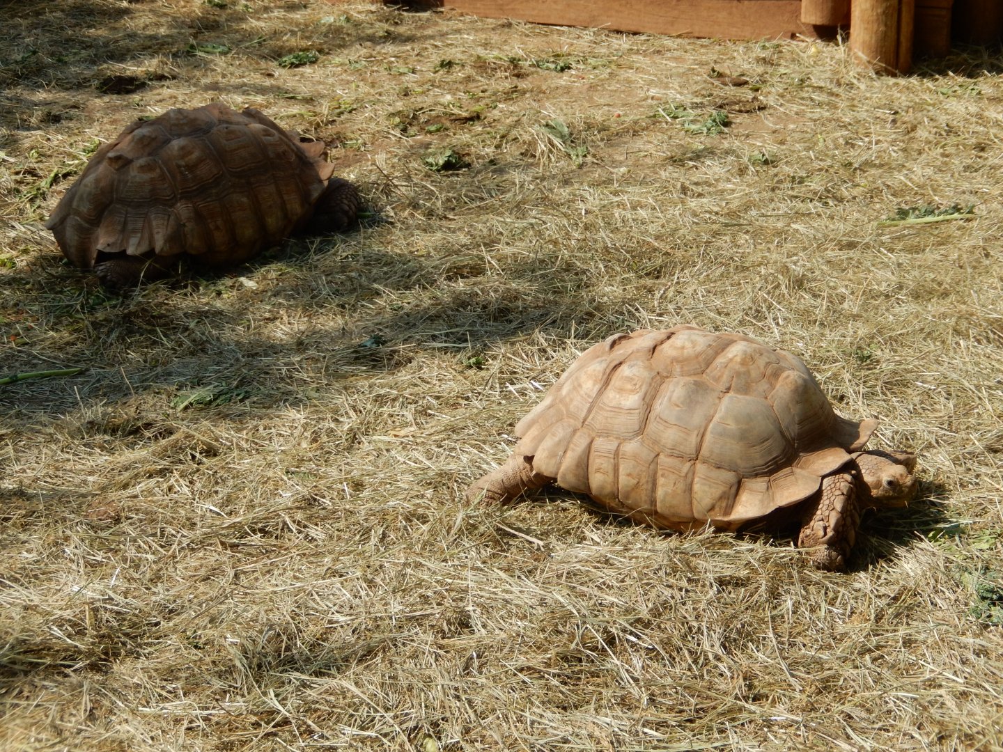 9/8/2021 - African Spurred Tortoises