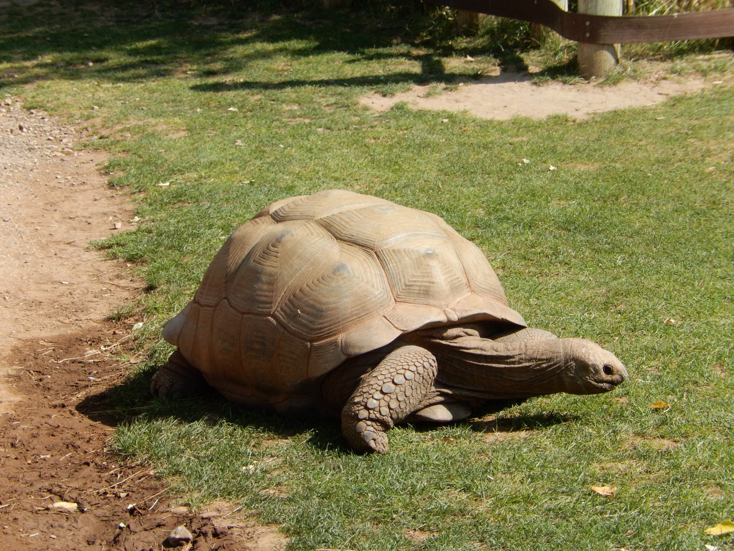 9/8/2021 - Aldabra Tortoise