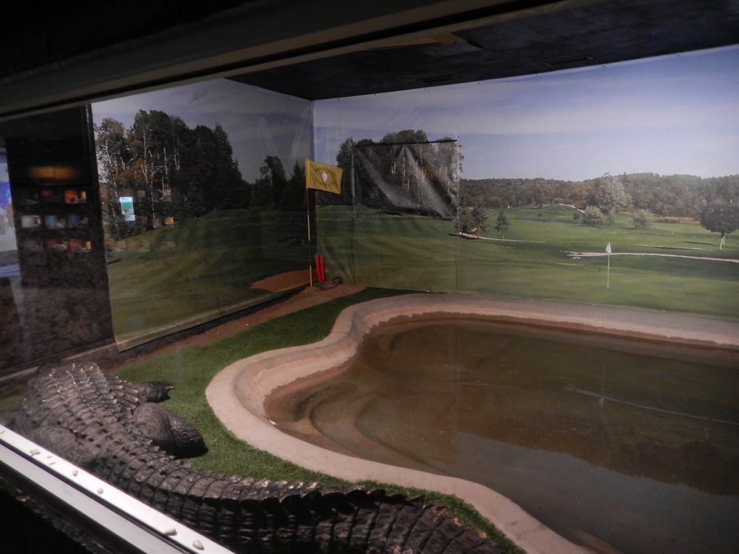 9/8/2021 - American Alligator Exhibit