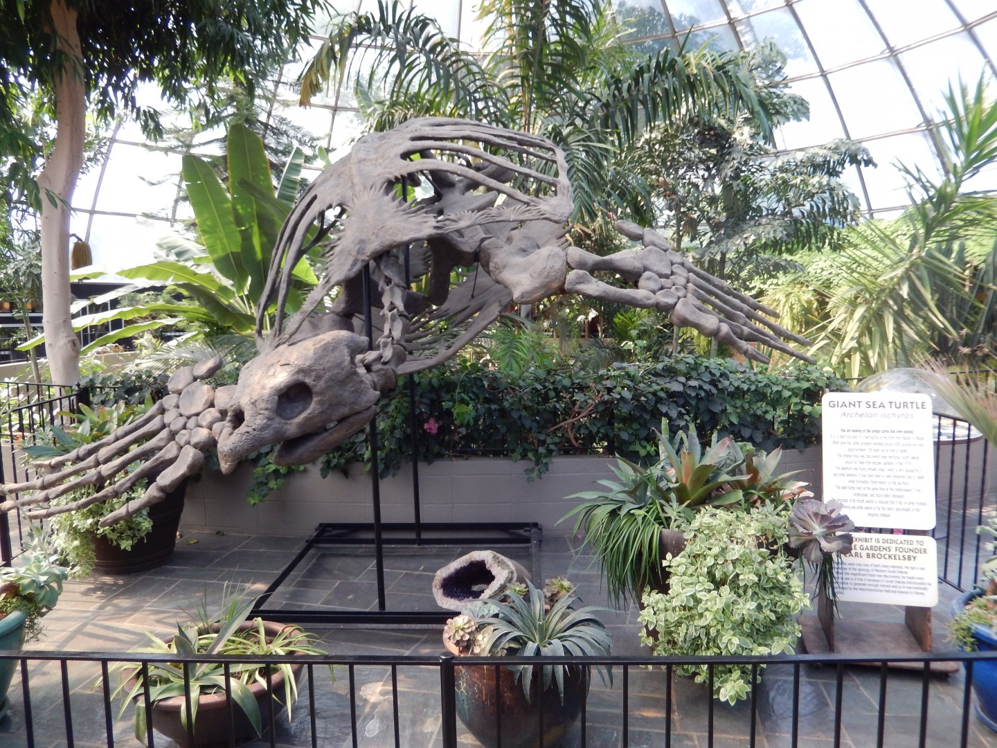 9/8/2021 - Archelon Skeleton