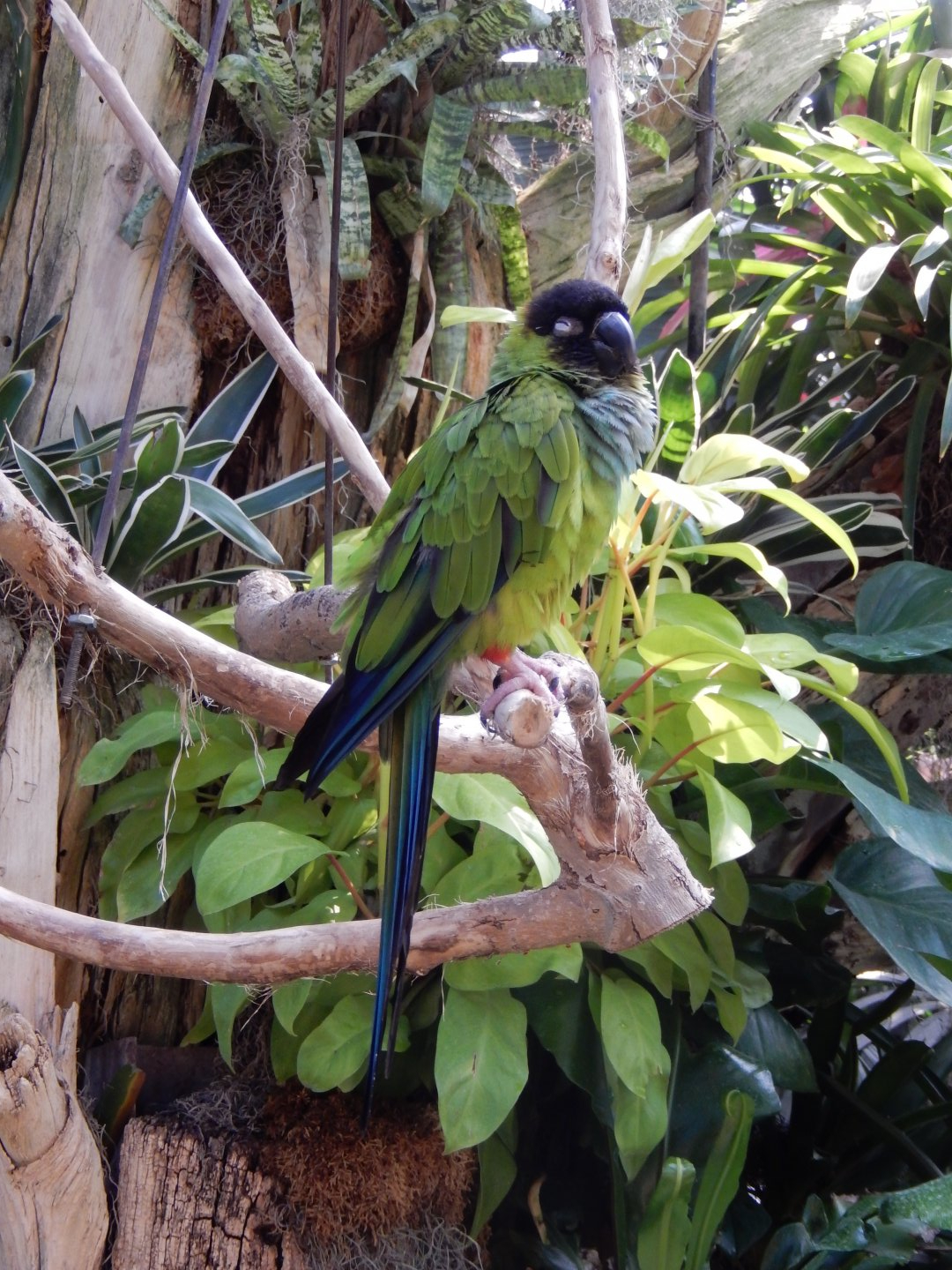 9/8/2021 - Black-Hooded Parakeet