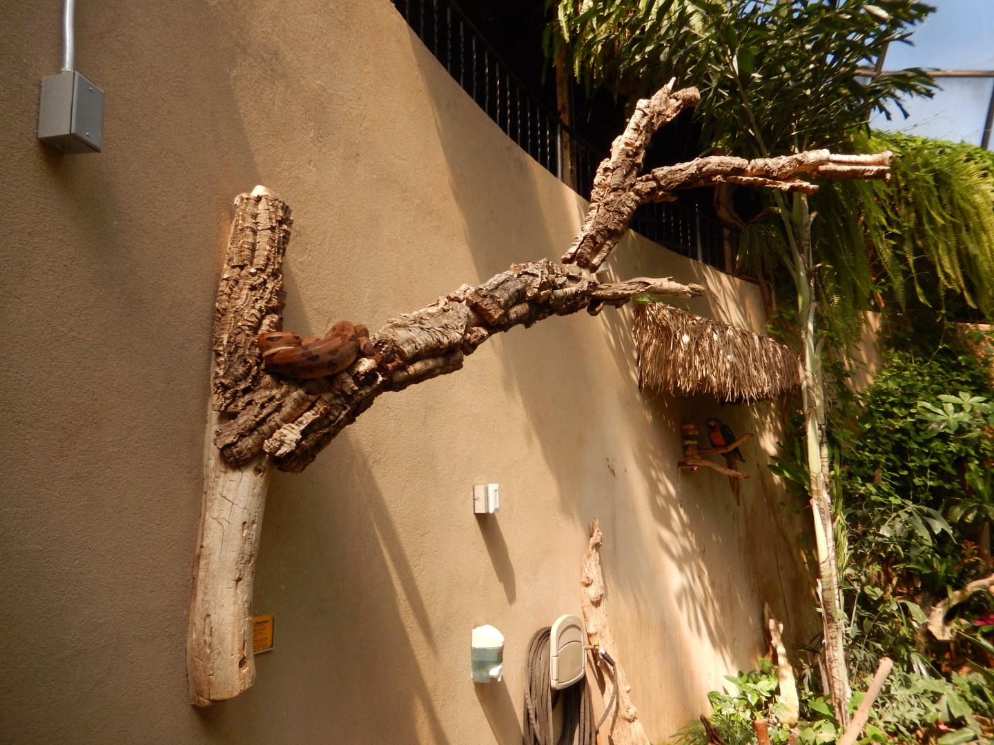 9/8/2021 - Boa Constrictor Branch