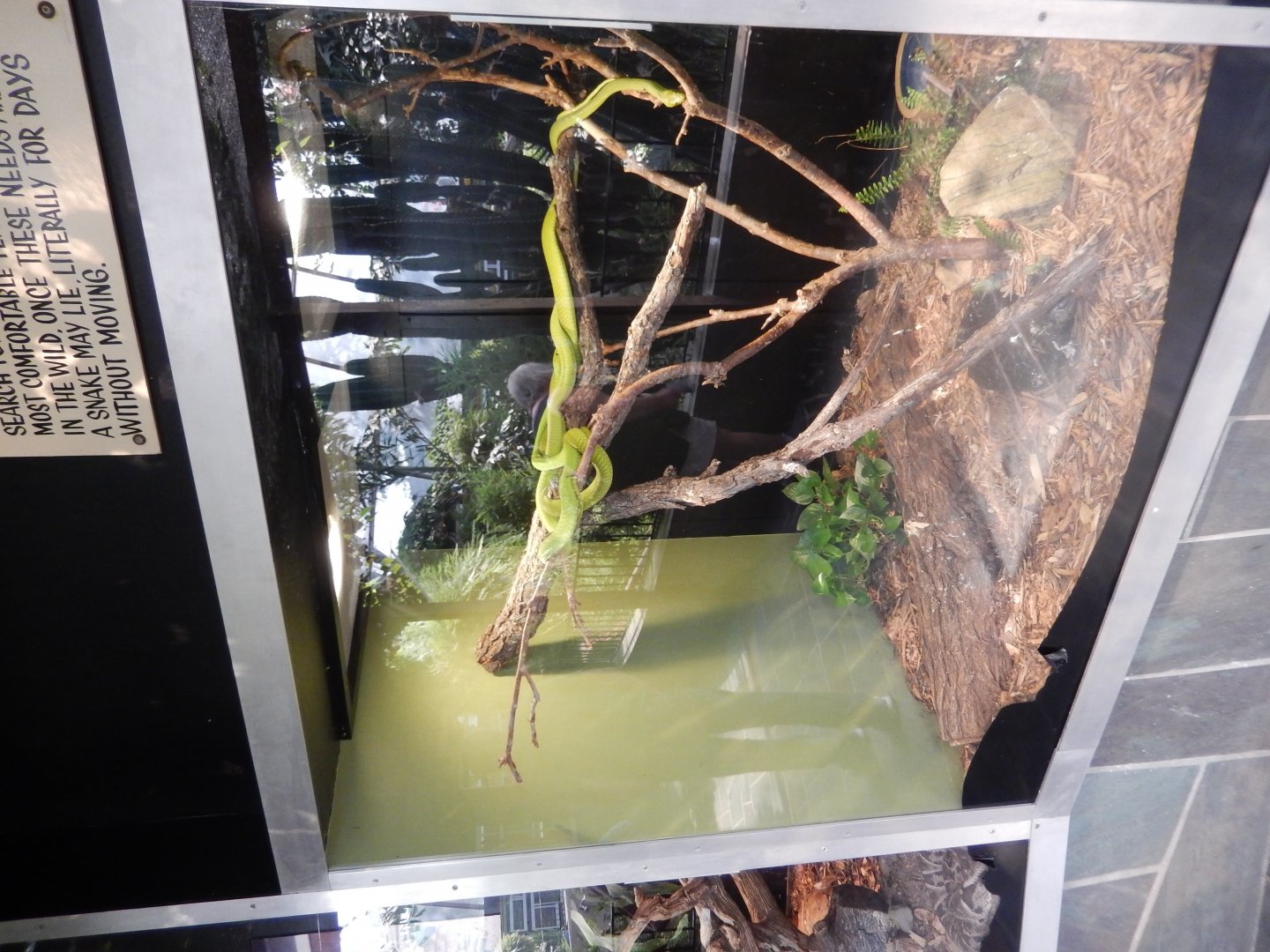 9/8/2021 - Boomslang (?) Terrarium