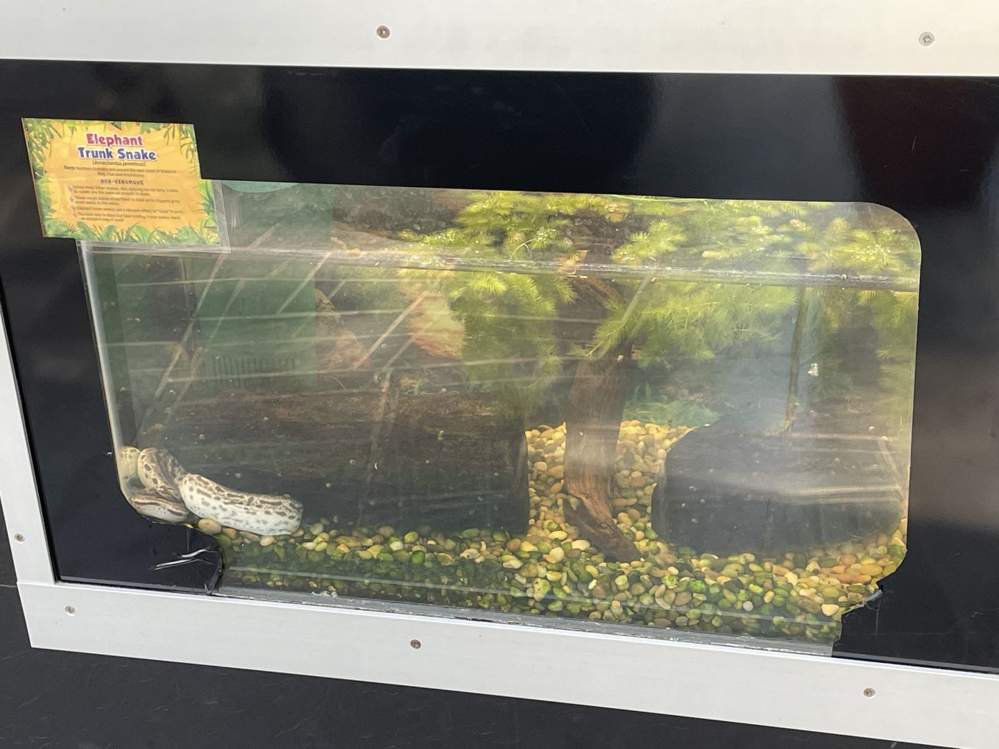 9/8/2021 - Elephant Trunk Snake Terrarium