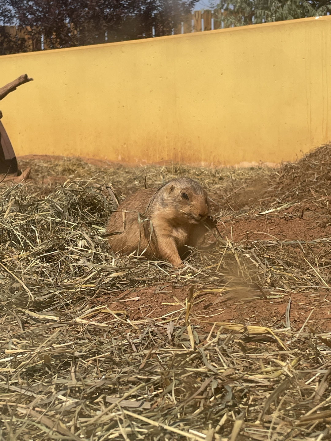9/8/2021 - "Hay," a Snack!