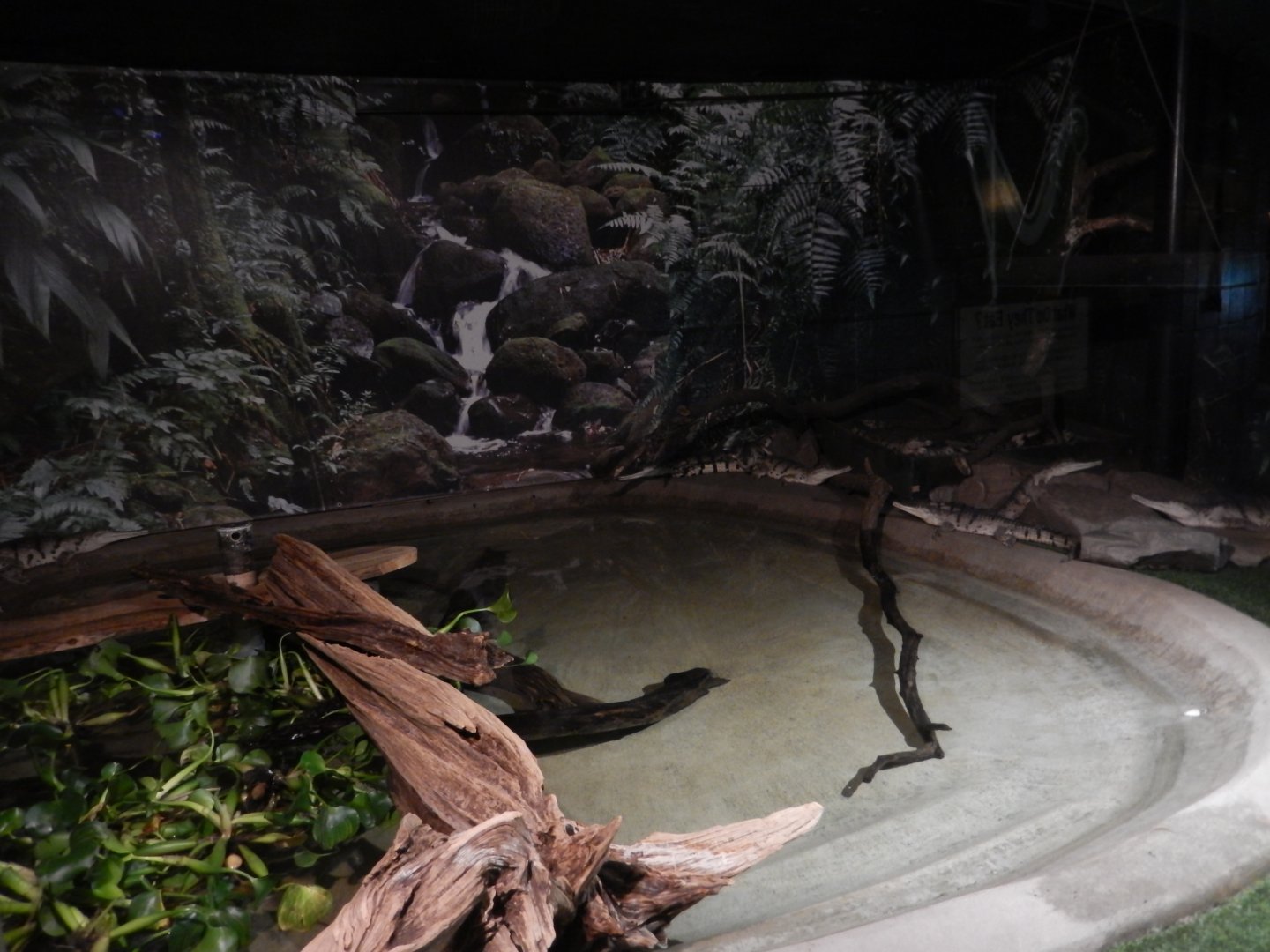 9/8/2021 - Johnston's Crocodile Exhibit