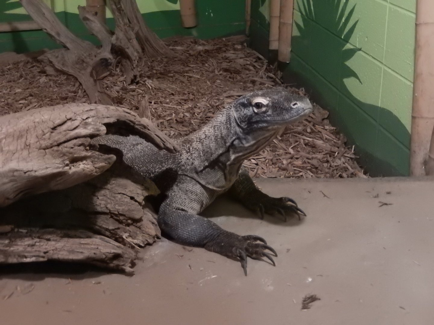 9/8/2021 - Komodo Dragon