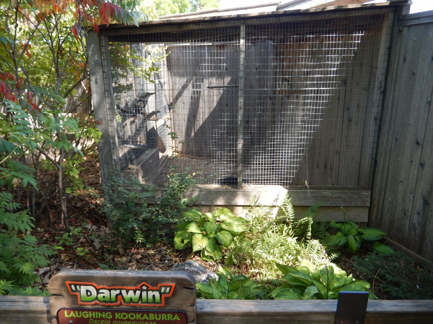 9/8/2021 - Kookaburra Cage