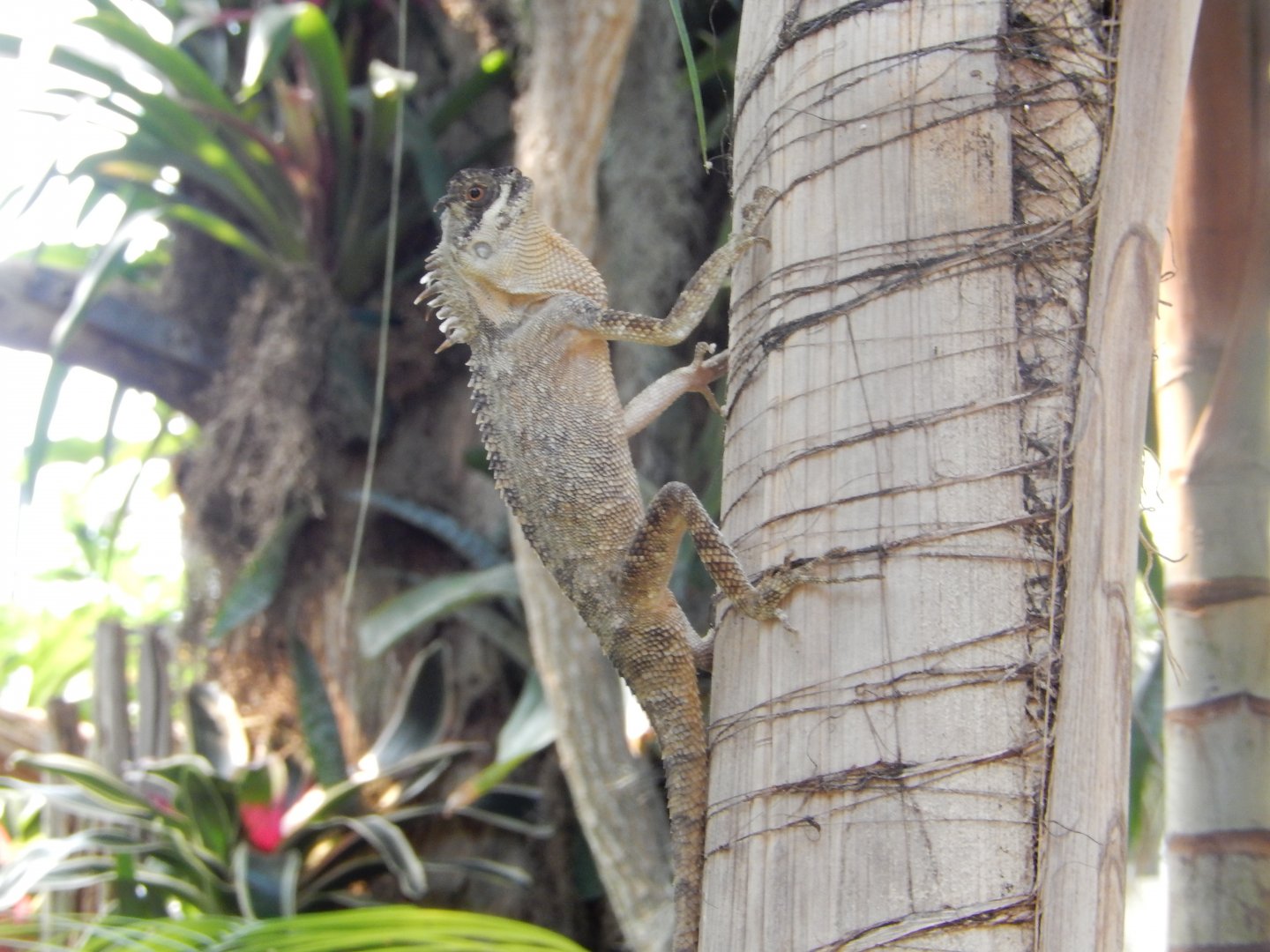 9/8/2021 - Lizard Species?