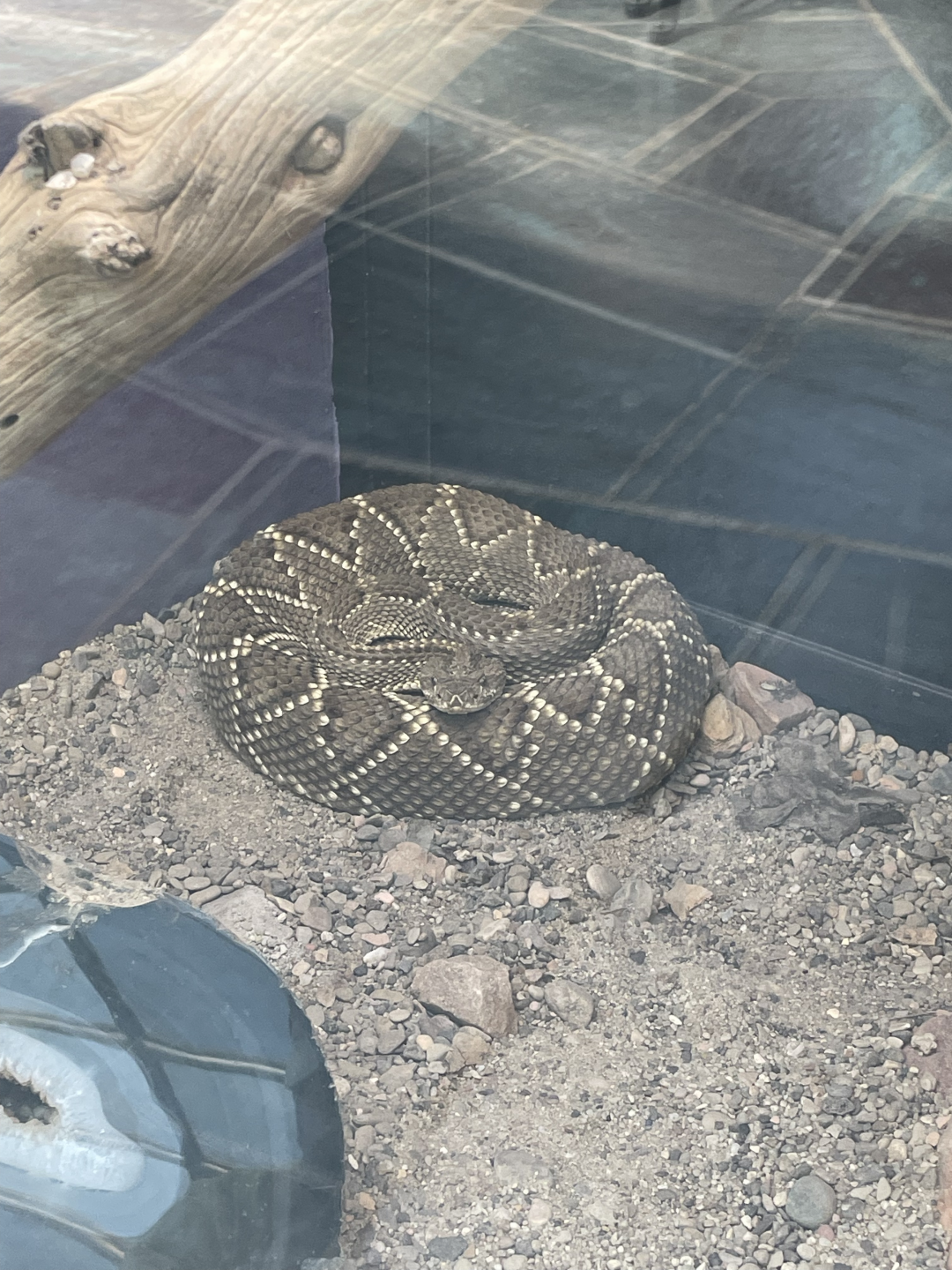 9/8/2021 - Mexican West Coast Rattlesnake