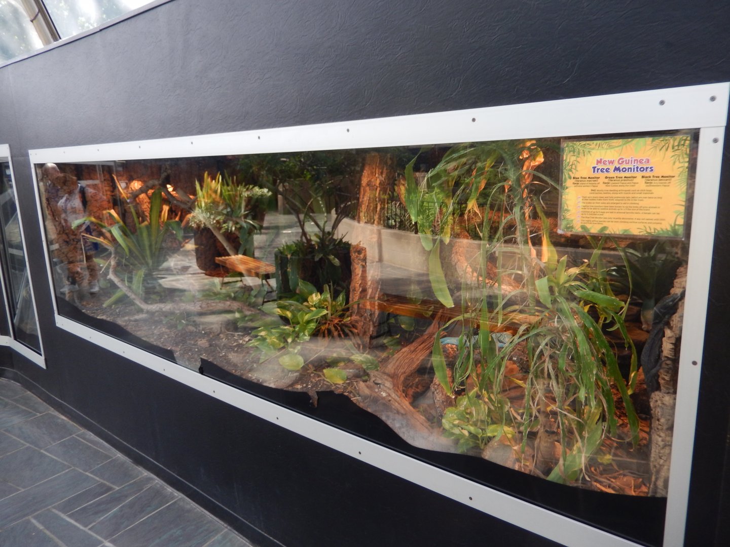 9/8/2021 - New Guinea Tree Monitor Habitat