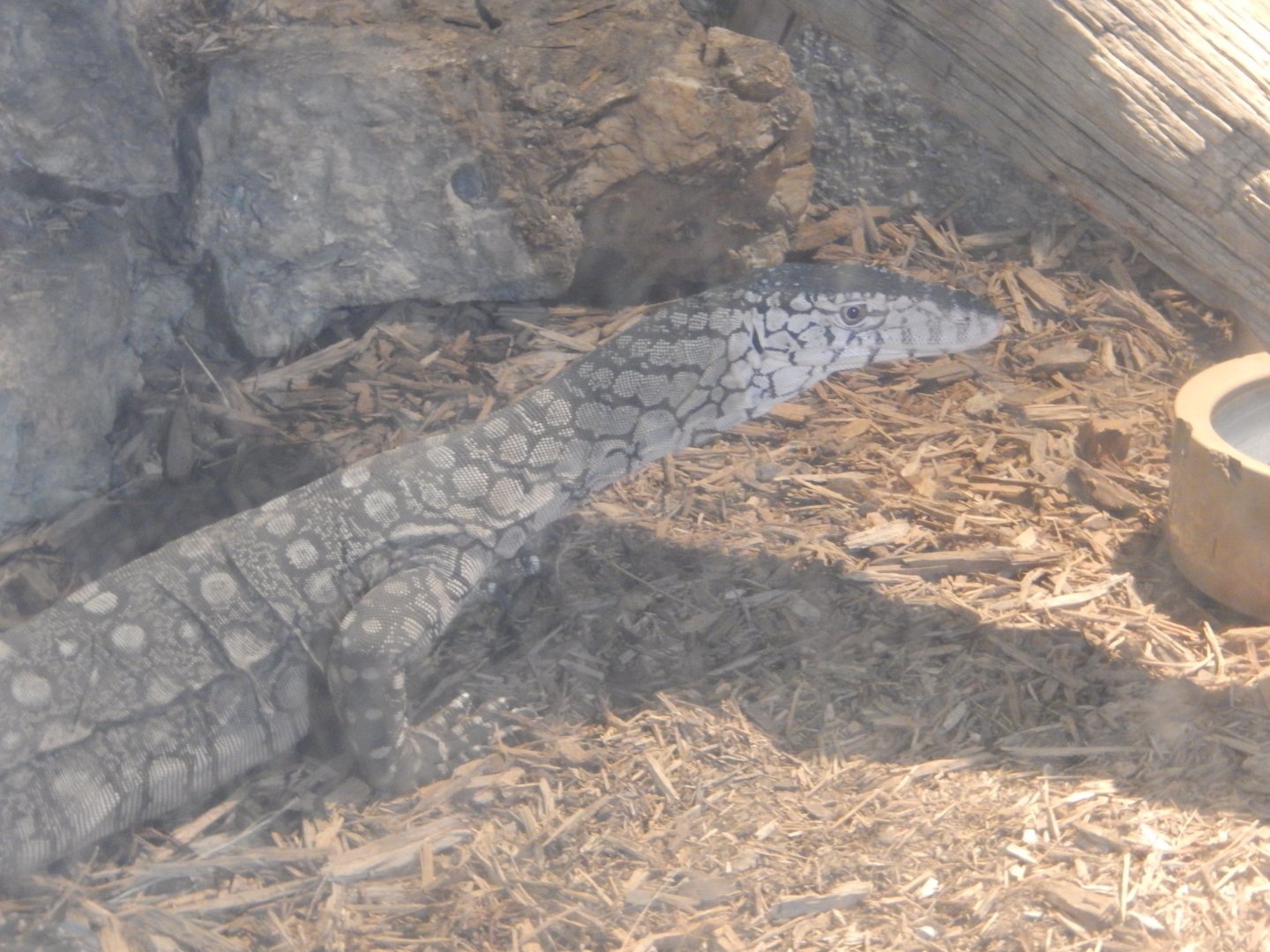 9/8/2021 - Perentie Monitor