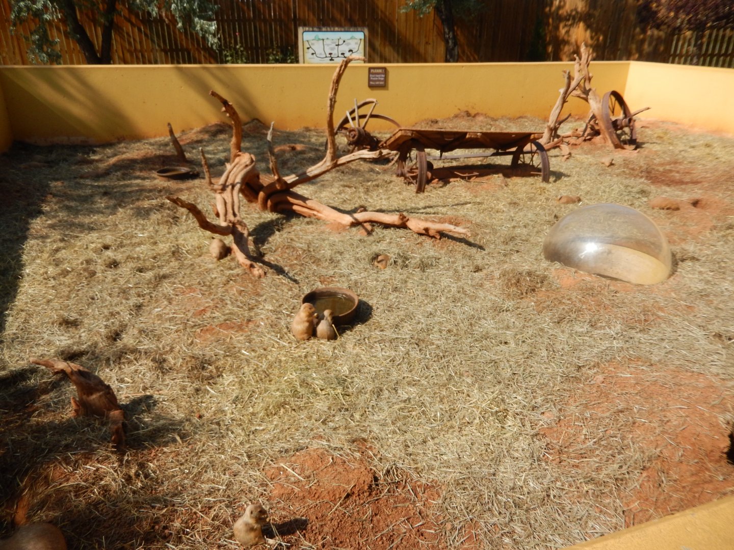 9/8/2021 - Prairie Dog Exhibit