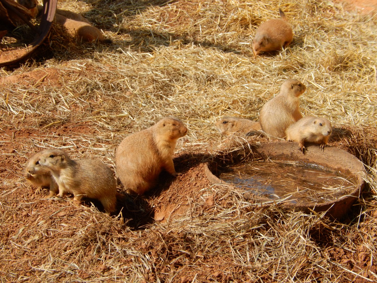 9/8/2021 - Prairie Dogs