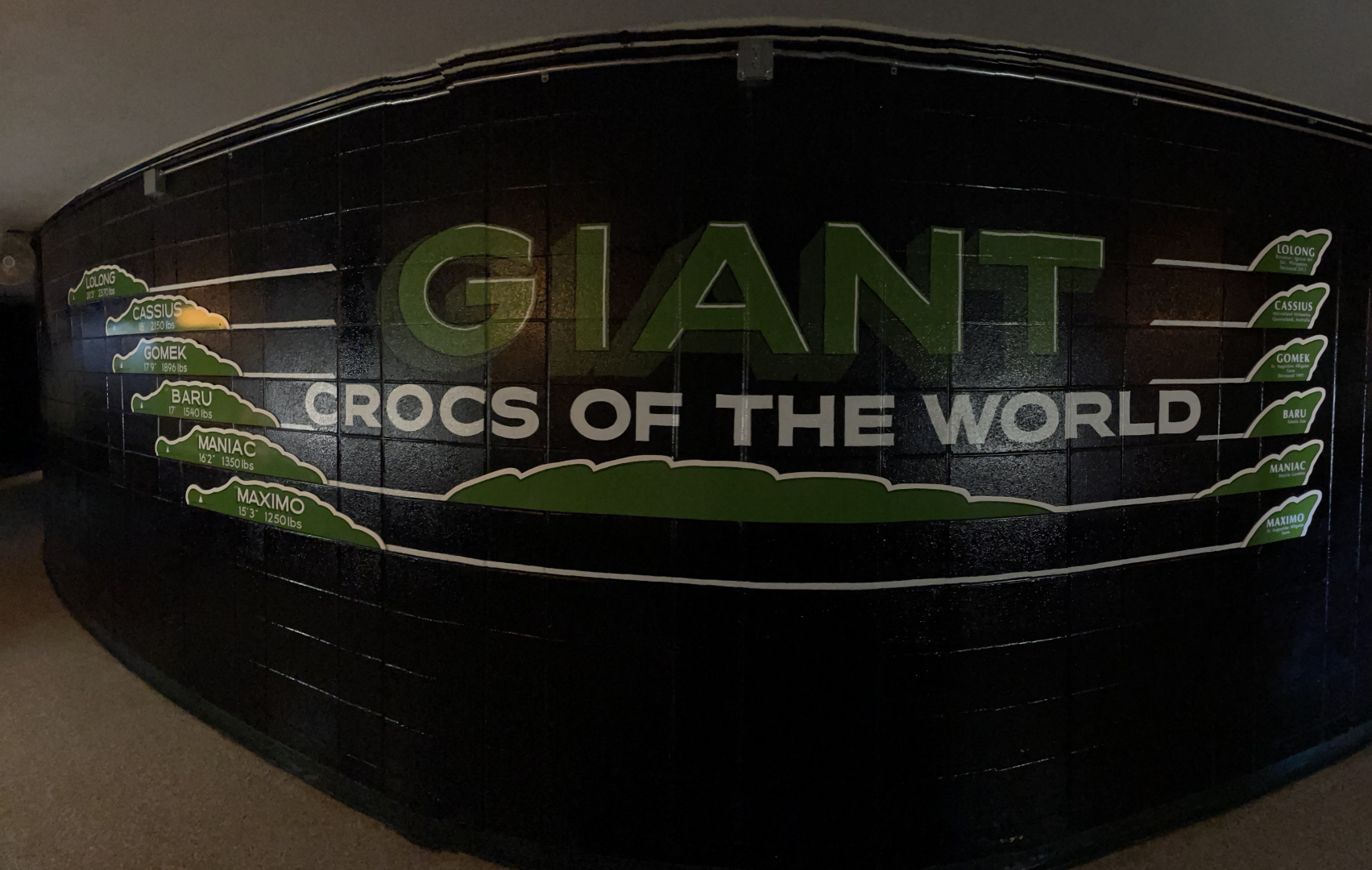 9/8/2021 - Record Holding Crocs!