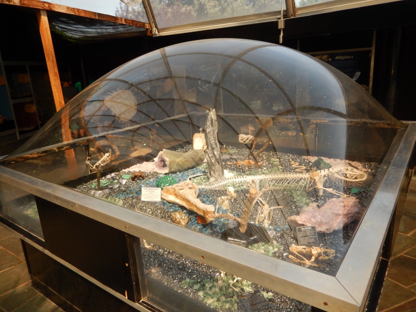 9/8/2021 - Reptile Skeletons & Other Minerals