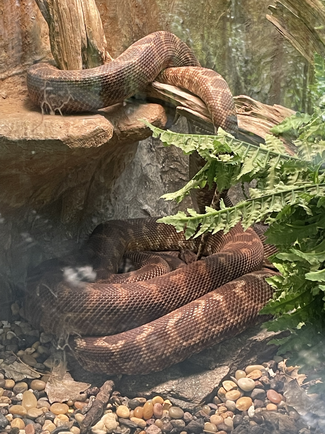 9/8/2021 - Rough Scaled Python (?)